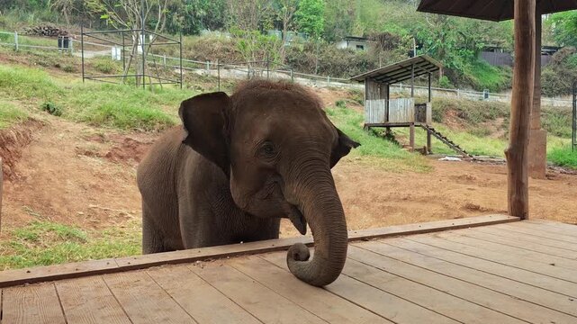 Static close shot of an elephant showing stereotypic behavior while grabbing a banana with its trunk, in a wildlife park setting with a documentary mood.
Asking for food in Thai sanctuary