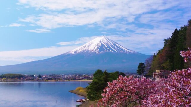 Sakura blossoms in Spring, Blooming with Mt Fuji, Establishing Shot Japan