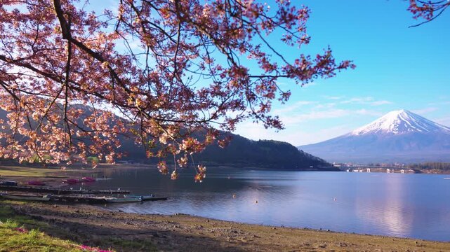 Lake Kawaguchiko, Spring Sakura Blooming at Fuji Sunrise Japan