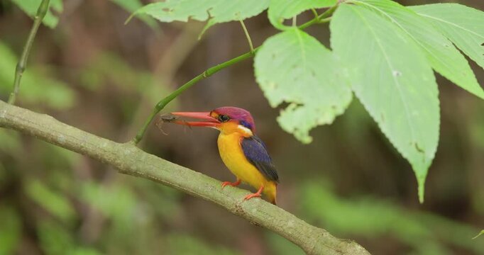 Slow motion: Dwarf Kingfisher tenderly bobs with crab prey on a green mossy perch and flies to the nest in the rain.