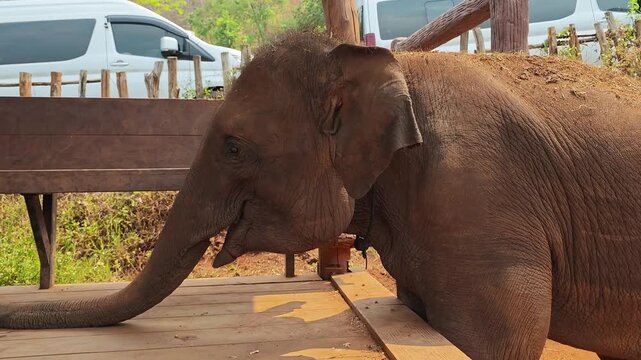 Static profile shot of an elephant performing stereotypic behavior on a wooden platform in Thailand, with a documentary wildlife park setting and calm daylight.