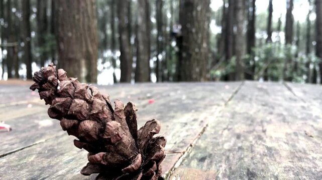 Foreground Focus on a Pine Cone in a Woodland Park with Defocused People