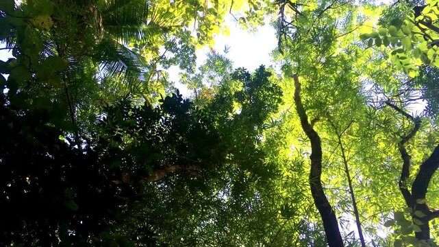 Low Angle View Looking Up at a Lush Green Tree Canopy Swaying in the Wind