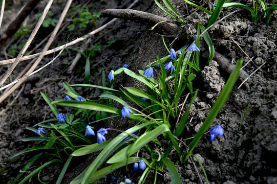 Scilla Siberica in the spring forest. First flowers blooming in april