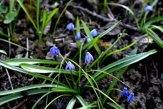 Scilla Siberica in the spring forest. First flowers blooming in april