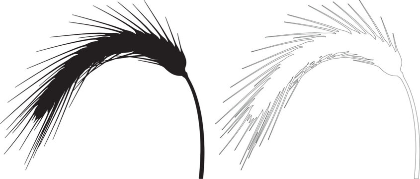 Black silhouette and outline of curved wheat stalk