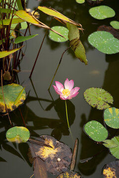 Single pink lotus flower blooming in dark monastery pond, Bali