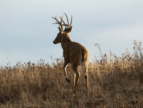 Nontypical Whitetail Deer Buck Silhouetted against Sky
