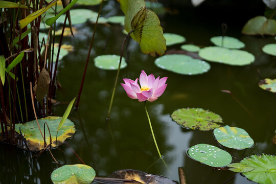 Pink lotus flower in full bloom rising above monastery pond, Bali