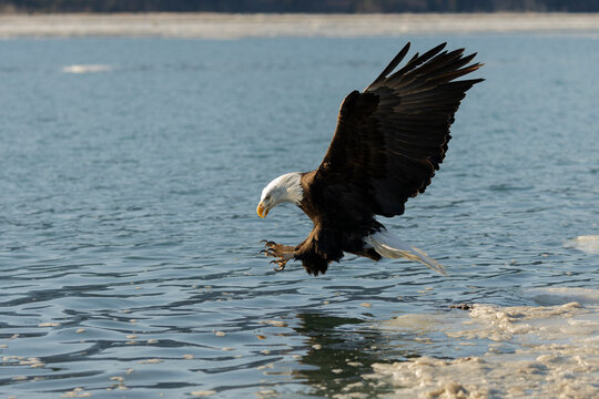 Bald Eagle Grabbing Prey Talons Extended in Alaska