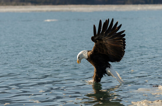 Bald Eagle Grabs Prey From Icy Water i Alaska