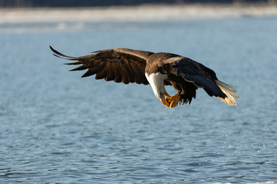Flying American Bald Eagle Transfers Food to Beak