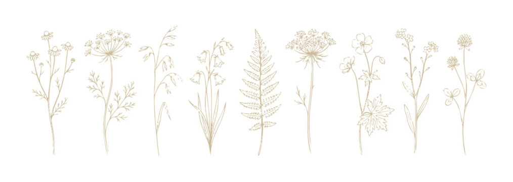 Set of dried flowers and leaves elegant and delicate botanical elements.