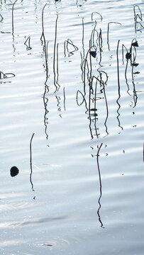 호수 위 마른 연대의 수직 반영