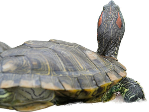 Close up of red eared slider turtle resting near water showing distinctive red markings striped neck and textured shell in a calm natural habitat setting