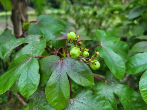 Clusters of fruits of Jatropha gossypiifolia hanging on the plant. A tropical species from the Euphorbiaceae family known for its ornamental value and distinctive foliage.