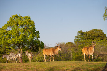 Naklejka premium Common elands and zebras in a grassland at a zoo in the evening sunlight.