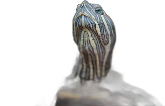 Close up of red eared slider turtle resting near water showing distinctive red markings striped neck and textured shell in a calm natural habitat setting