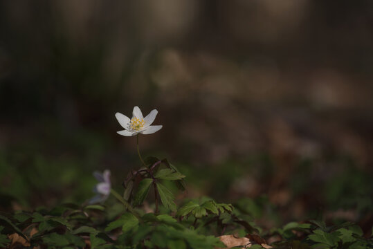 IMAGES ON NATURE - Early spring time in the park