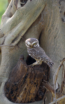 Indian Spotted Owlet perched on hollow tree trunk. Wildlife portrait of an owl in natural habitat