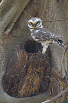 Indian Spotted Owlet perched on hollow tree trunk. Wildlife portrait of an owl in natural habitat
