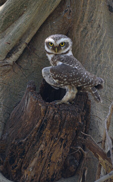 Indian Spotted Owlet perched on hollow tree trunk. Wildlife portrait of an owl in natural habitat