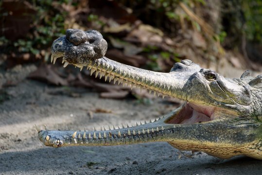 Endangered Gharial basking with mouth open in sun. Indian Gharial crocodile resting on sandy ground