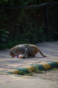 Urban wildlife monkey eating ice cream in park. Macaque primate holding human food in urban setting