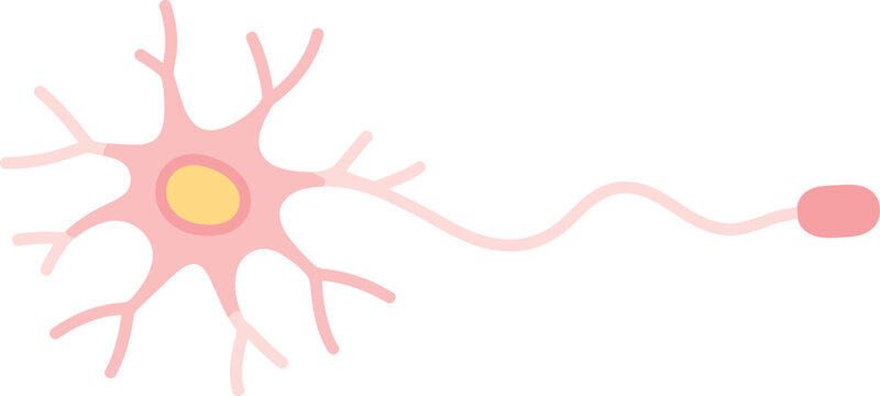 Nerve cell neuron flat vector illustration showing anatomy with axon and dendrites isolated on white background for medical education