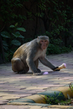 Urban wildlife monkey eating ice cream in park. Macaque primate holding human food in urban setting