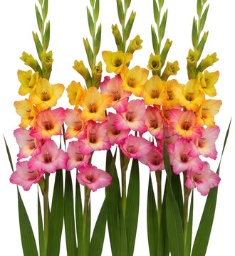 Colorful Gladiolus png Pink Flower cutout Yellow Bloom png Vibrant Blossom cutout Orange Gladiolus png Beautiful Gladiolus cutout Pink Orange Flower png isolated transparent background image