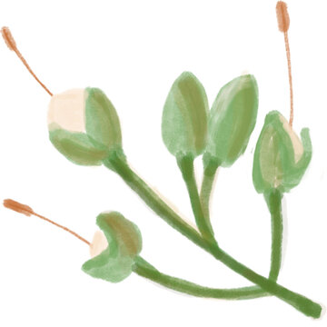 A soft, watercolor-style digital illustration of ketapang tree blossoms (Terminalia catappa), featuring delicate greenish-yellow buds and emerging flowers with slender reddish-brown stamens on slender