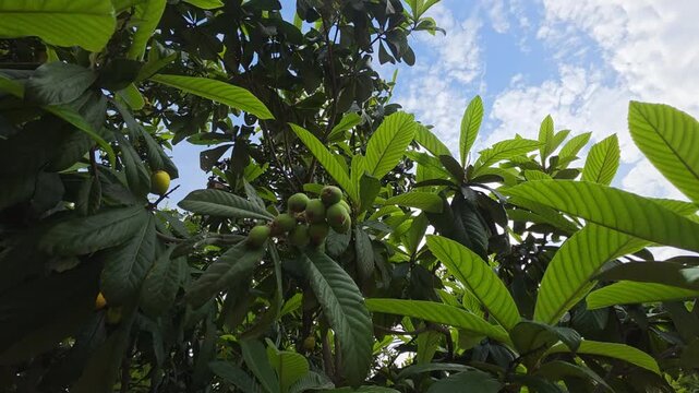  Green Loquat Fruit Clusters (Eriobotrya japonica) Growing on Tree Branches Against Blue Sky. A close-up cinematic shot of unripe green loquats hanging in clusters from a healthy loquat tree.