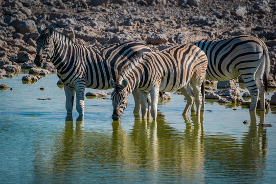 Zebras drinking at Okaukuejo waterhole in Etosha National Park, Namibia