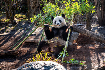Giant panda eating bamboo at Schönbrunn Zoo in Vienna Austria © Jaroslav Moravcik