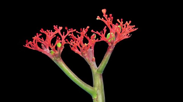 Time lapse of growing and dying jatropa podagrica (Budda Belly, Bottleplant) plant isolated on black background
