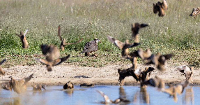 A lanner falcon feeding on a sandgrouse