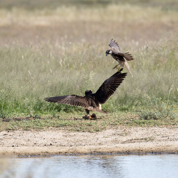Two lanner falcons fighting over a sandgrouse