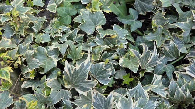 A dense cluster of variegated English Ivy leaves featuring dark green centers and creamy-white margins. The lobed foliage creates a textured groundcover with various sizes overlapping each other.
