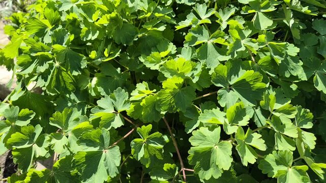 Lush, vibrant green columbine foliage with distinctive lobed leaves grows in a dense, sunlight-dappled cluster, showcasing intricate patterns and healthy spring growth in a garden setting.