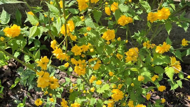 Bright yellow double-flowered Kerria japonica blooms nestled among serrated green leaves. The shrub grows vigorously against a stone wall, basking in warm, dappled spring sunlight.
