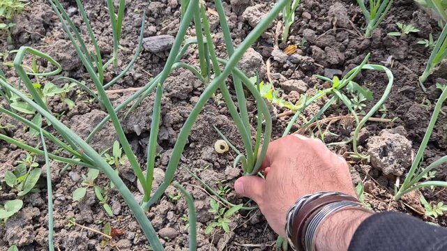 Gardener hand reaching for a green onion plant growing in dark, clumpy soil outdoors during daytime, surrounded by other similar plants and small weeds.