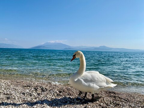 White swan standing beside clear turquoise lake,serene nature scene with reflections, elegant bird in calm water, peaceful wildlife background