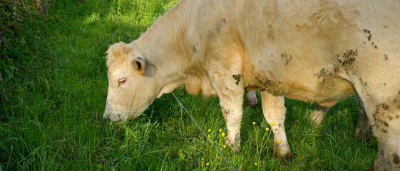 Une vache charolaise broute de profil dans un pré au printemps, vue rapprochée, format bannière © Quéméner Valérie