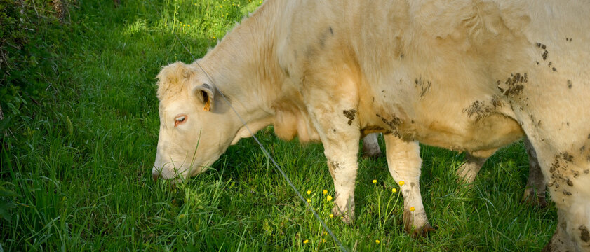 Une vache charolaise broute de profil dans un pr&eacute; au printemps, vue rapproch&eacute;e, format banni&egrave;re