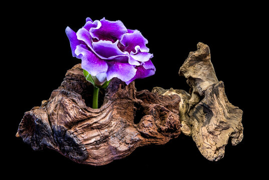 Single purple velvet Gloxinia flower growing through weathered wooden driftwood