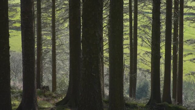 Rows of tall pine trees stand in a woodland, with glimpses of lush green fields beyond. The light creates a peaceful ambiance. Suitable for nature documentaries or relaxation videos.