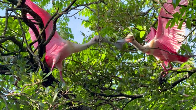 Roseate spoonbills fighting in a tree