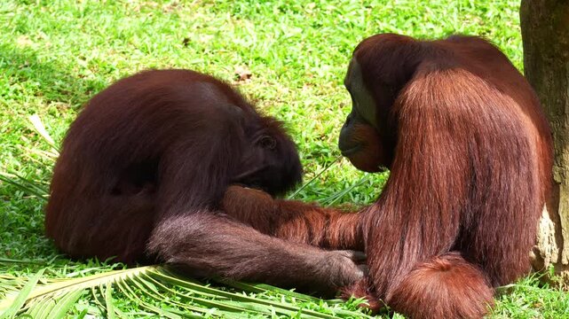 Two orangutans engage in social bonding behaviour, close up shot.