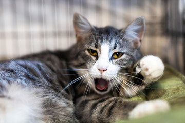 Fototapeta premium White and gray feline vocalizing loudly. Meowing cat with raised paw showing distress